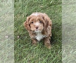 Small Cockapoo