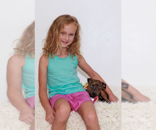 Medium Photo #3 Italian Greyhuahua Puppy For Sale in The Woodlands, TX, USA