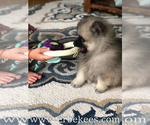 Small Photo #73 Keeshond Puppy For Sale in FAYETTEVILLE, TN, USA