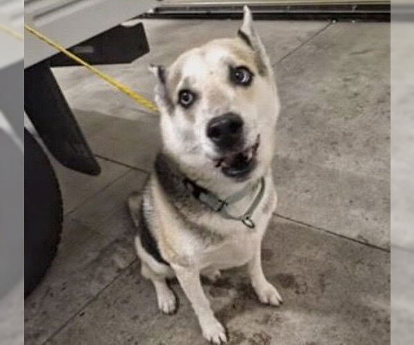 Medium Photo #1 Gerberian Shepsky Puppy For Sale in Houston, TX, USA