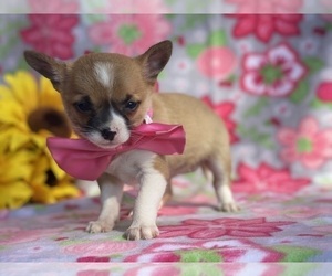 Chihuahua Puppy for sale in LANCASTER, PA, USA