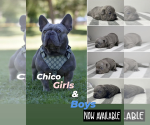 Father of the French Bulldog puppies born on 08/16/2021