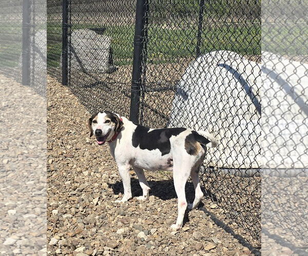 Medium Photo #1 Mutt Puppy For Sale in Oskaloosa, IA, USA