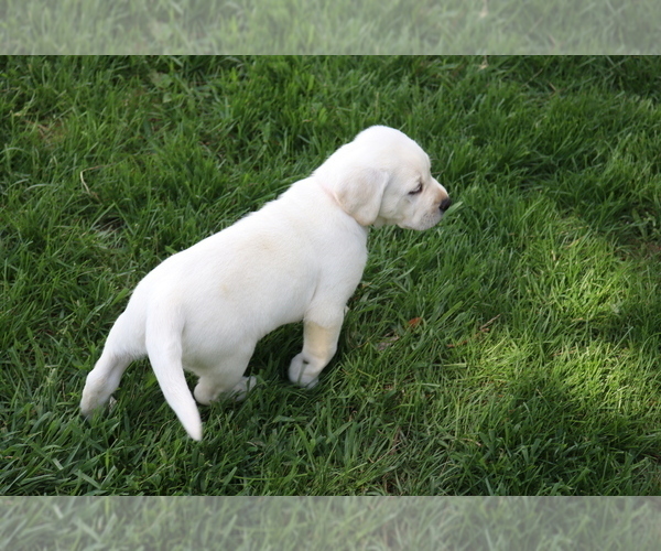 Medium Photo #6 Labrador Retriever Puppy For Sale in WELLMAN, IA, USA