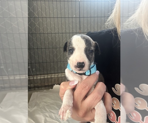 Medium Photo #10 Whippet Puppy For Sale in CORRY, PA, USA