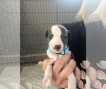 Small #9 Whippet