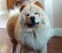 Small Photo #1 Chow Chow Puppy For Sale in WEATHERFORD, TX, USA