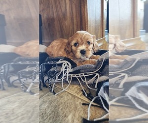 Medium Cavapoo (Miniature)