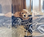 Puppy Kirby Cavapoo (Miniature)