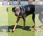 Small #1 Catahoula Leopard Dog