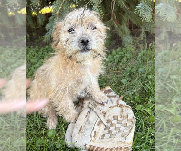Medium Photo #4 Shorkie Tzu Puppy For Sale in MIDDLEBURY, IN, USA