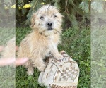 Ace - Male Shorkie Tzu Puppy for Sale - Photo #4