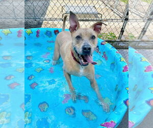 Kiya Lizman - Female Labrador Retriever-Unknown Mix Dog for Adoption - Photo #4