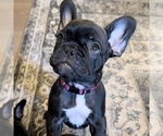 Small Photo #34 French Bulldog Puppy For Sale in GIG HARBOR, WA, USA