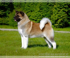 Father of the Akita puppies born on 10/27/2022