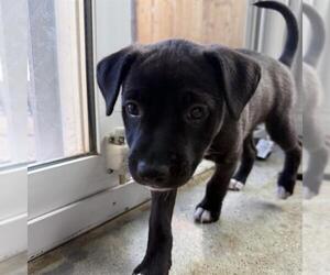 Chinese Shar-Pei-Unknown Mix Dogs for adoption in Camarillo, CA, USA