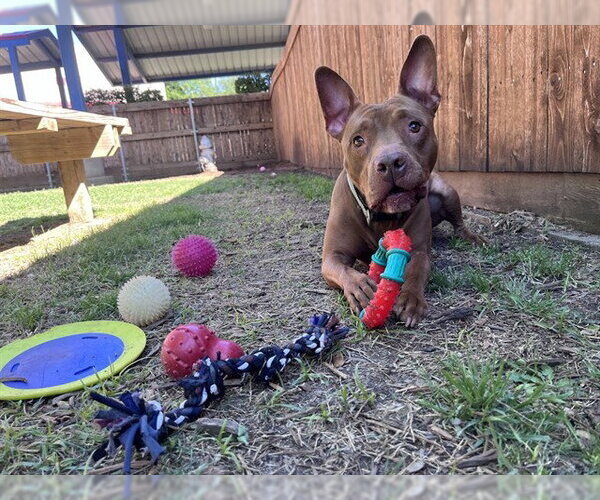 Medium Photo #4 Mutt Puppy For Sale in Plano, TX, USA