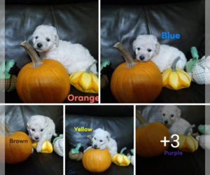 Goldendoodle-Poodle (Miniature) Mix Litter for sale in NORTH LIBERTY, IN, USA