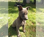 Small Photo #1 Dutch Shepherd Dog Puppy For Sale in BELMONT, NY, USA