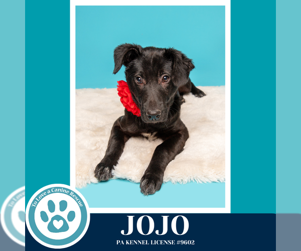 Medium Photo #8 Labrador Retriever-Unknown Mix Puppy For Sale in Kimberton, PA, USA