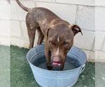Small #22 American Pit Bull Terrier-Chihuahua Mix