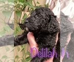 Small Photo #7 Goldendoodle-Poodle (Standard) Mix Puppy For Sale in GRESHAM, OR, USA