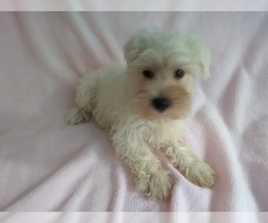 Schnauzer (Miniature) Puppy for sale in LAUREL, MS, USA