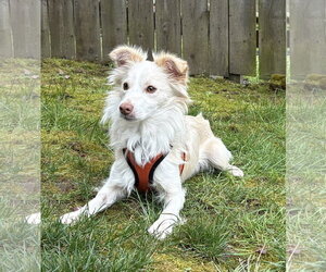 Mutt Dogs for adoption in Bellevue, WA, USA