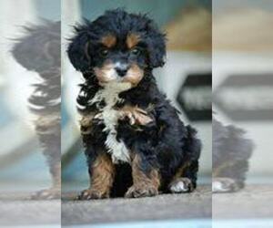 Cavapoo Puppy for sale in SOUTH BEND, IN, USA