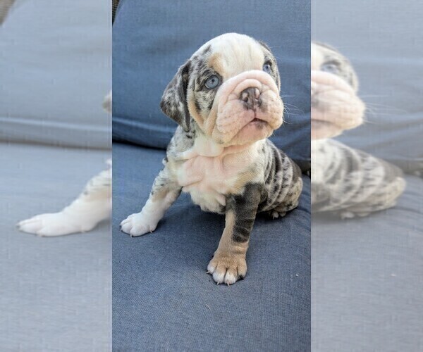 Medium Photo #3 English Bulldog Puppy For Sale in RIVERSIDE, CA, USA