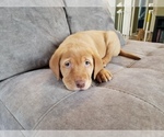 Small Photo #8 Labrador Retriever Puppy For Sale in NEENAH, WI, USA