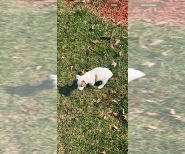 Medium Photo #6 Jack Russell Terrier Puppy For Sale in HAMDEN, CT, USA