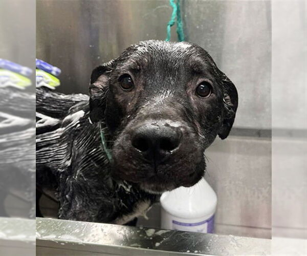 Medium Photo #1 Mutt Puppy For Sale in Louisville, KY, USA