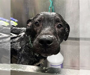 Mutt Dogs for adoption in Louisville, KY, USA