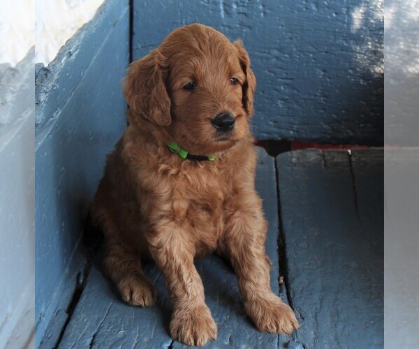 Medium Photo #3 Goldendoodle Puppy For Sale in MANHEIM, PA, USA