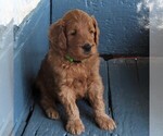 Small Photo #3 Goldendoodle Puppy For Sale in MANHEIM, PA, USA