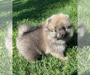 Pomeranian Puppy for sale in LISLE, IL, USA