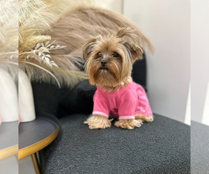 Mother of the Yorkshire Terrier puppies born on 01/12/2026