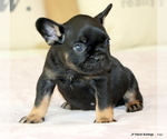 Small Photo #30 French Bulldog Puppy For Sale in WINNSBORO, TX, USA