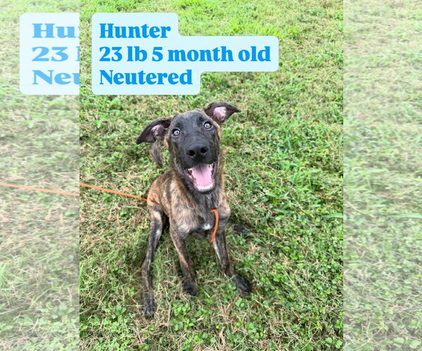 Medium Photo #2 Holland Shepherd-Plott Hound Mix Puppy For Sale in Virginia Beach, VA, USA