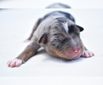Small #5 Miniature Australian Shepherd