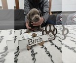 Puppy Birch Labrador Retriever