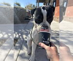 Small #9 American Pit Bull Terrier-Bulldog Mix