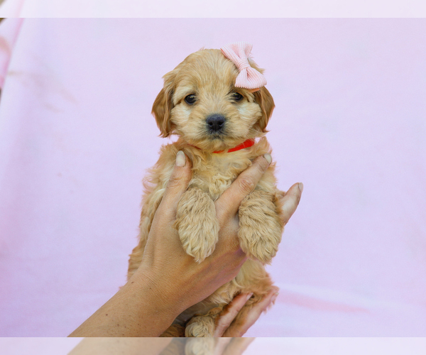 Medium Photo #5 Cavapoo (Miniature) Puppy For Sale in LIBERTY, KY, USA