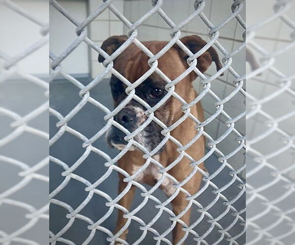 Medium Photo #7 Boxer Puppy For Sale in Dumont, NJ, USA