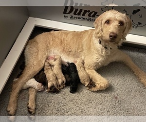 Mother of the Labradoodle puppies born on 10/04/2021