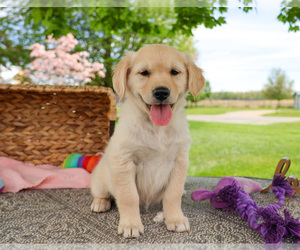 Golden Retriever Puppy for sale in SYRACUSE, IN, USA
