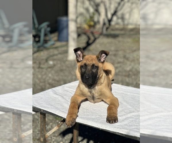 Medium Photo #5 Belgian Malinois Puppy For Sale in VACAVILLE, CA, USA