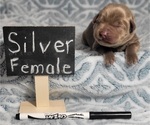 Puppy Puppy 7 Labrador Retriever