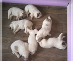 Small Photo #3 Great Pyrenees Puppy For Sale in HILLSVILLE, VA, USA